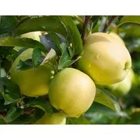 Pflanzen für Dich Obstpflanze Malus 'Golden Delicious', 1 St., Golden Delicious, Apfelbaum, gelbfruchtig, süßaromatisch