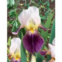 Pflanzen für Dich Staude Iris barb.-elat. Salonique, 1 St., Bart-Iris, Hohe Bart-Iris