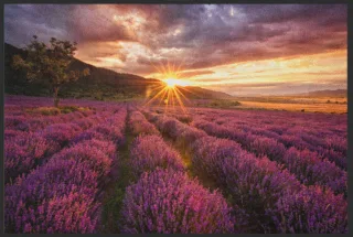 Fussmatte Lavendel 4865 | Größe: 60 cm x 45 cm