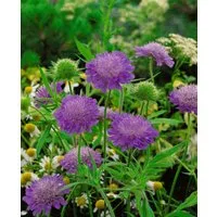 Pflanzen für Dich Staude Knautia macedonica Melton Pastels, 1 St., Mazedonische Witwenblume, Witwenblume