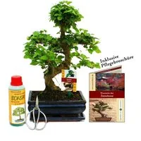 Exotenherz Zimmerpflanze Geschenkset Bonsai Chinesischer Liguster ca. 8 Jahre alt Anfänger-Set