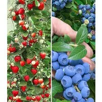 BALDUR Garten Obstpflanze Beeren-Kollektion, 4 St., Kletter-erdbeere"hummi, winterhart, mehrjährig, pflegeleicht