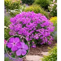 BALDUR Garten Staude Phlox 'JS® Queen Paola®', 2 St., Flammenblume,winterhart, Dauerblüher, blütenreich, robust