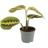 meinvipshop Zimmerpflanze Maranta leuconeura 'Fascinator' 25cm Zimmerpflanze
