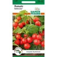 SAMEN PFANN Gemüsesamen Tomate, Buschtomate, Balkonstar - Saatgut Tomaten Samen, Solanum lycopersicum