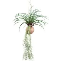 Kunstranke Tillandsia Stricta Sukkulente, Creativ green, Höhe 72 cm, in natürlicher Kokosschale
