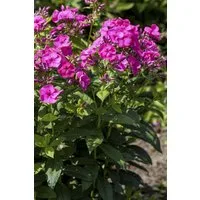 Pflanzen für Dich Staude Phlox pan. Cosmopolitan, 1 St., Hoher Stauden-Phlox, Flammenblume