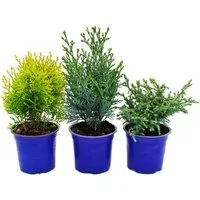 Exotenherz Gemüsepflanze Zwerg-Koniferen 3er Set Nadelgehölze für Beet & Balkon im 10,5cm Topf