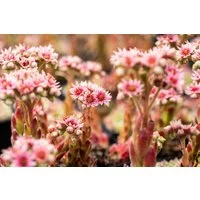 Pflanzen für Dich Staude Sempervivum cult. Silver Thaw, 1 St., Hauswurz, Dachwurz
