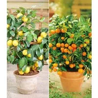 BALDUR Garten Zitronenbaum Zitronen- & Orangenbaum, 2 St., Zitronenbaum, immergrün, duftend, essbar, pflegeleicht