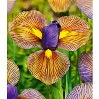 BALDUR Garten Blumenzwiebeln Iris 'Eye of the Tiger', Schwertlilie, winterhart, mehrjährig, pflegeleicht, robust