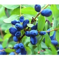 Dehner Obstpflanze Heidelbeere, Honigbeere Polina, 30-40 cm, 3 l Topf, auch als Sibirische Blaubeere bekannt, Befruchtersorte benötigt