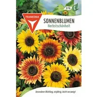 FRANKONIA Blumensamen Sonnenblume - Herbstschönheit - Saatgut SonnenSamen, Helianthus annuus