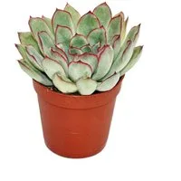 Exotenherz Kaktus Echeveria pulidonis - kleine Pflanze im 5,5cm Topf
