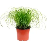 Flowerbox Zimmerpflanze Echtes Katzengras - Cyperus alternifolius "Zumula", - Höhe ca. 30 cm, Topf-Ø 12 cm