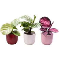 meinvipshop Zimmerpflanze Calathea Mix 3er Set mit Übertöpfen