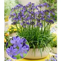 BALDUR Garten Staude Zwerg-Agapanthus 'Fairy Blue®', 1 St., Schmucklilie, reichblühend, bienenfreundlich