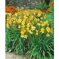 Pflanzen für Dich Staude Hemerocallis cult. Lemon Bells, 1 St., Taglilie