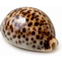 NaDeco Bastelnaturmaterial Cypraea tigris Kauri-Tigerschnecke ca. 5-7cm