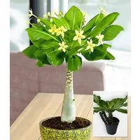BALDUR Garten Zimmerpflanze Hawaii-Palme, 1 St., Miniaturpalme, pflegeleicht