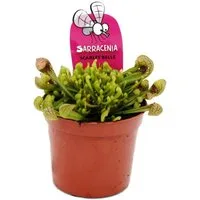 Exotenherz Zimmerpflanze Schlauchpflanze Sarracenia psittacina Hybr. "Scarlett Belle" 9cm Topf