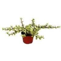 Exotenherz Kaktus Zimmerpflanze - Portulacaria afra var. - Jadebaum - 12cm Topf