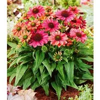 BALDUR Garten Staude Echinacea 'Evolution®', 1 St., Medizinpflanze,winterhart, mehrjährig, pflegeleicht