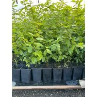 Pflanzen für Dich Baum Carpinus betulus, 1 St., Hainbuche, Weißbuche, laubabwerfend, schnittverträglich