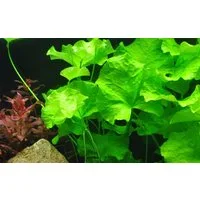 Aquaone Wasserpflanze Aquarium Pflanze Nymphoides hydrophylla Taiwan Nr.041B