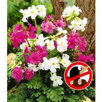BALDUR Garten Staude Incarvillea Blüten-Mix, 6 St., Freilandgloxinie, winterhart, mehrjährig