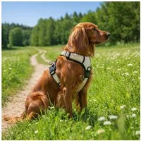 belviona Y-Geschirr gepolstert, reflektierend & verstellbar, Größe S, beige, Nylon, Anti-Zug Hundegeschirr mit Brustring & Kontrollgriff