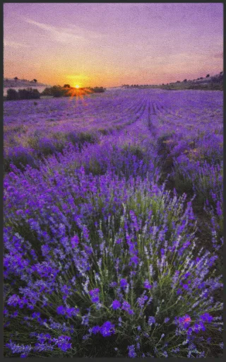 Fussmatte Lavendel 7139 | Größe: 60 cm x 90 cm