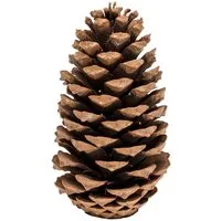 NaDeco Bastelnaturmaterial Pinus maritima, 14-18cm Tannenzapfen