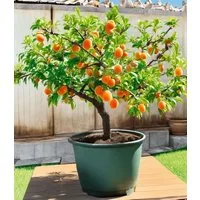 BALDUR Garten Obstpflanze Mini-Aprikosenbaum 'Orange Beauty' im 5-Liter XXL-Topf, 1 St., Selbstfruchtend, essbar, winterhart, mehrjährig, pflegeleicht