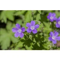 Pflanzen für Dich Staude Geranium sylvaticum Mayflower, 1 St., Wald-Storchschnabel