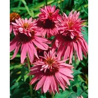 Pflanzen für Dich Staude Echinacea purp. Doppeldecker, 1 St., Roter Sonnenhut
