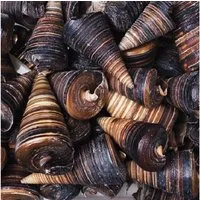 Eurosand Dekoobjekt MUSCHELN Telescopium 10 Stück