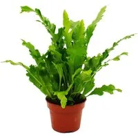 Exotenherz Zimmerpflanze Asplenium Farn-Sorten fürs Zimmer Nestfarn 12cm Topf ca. 25cm hoch