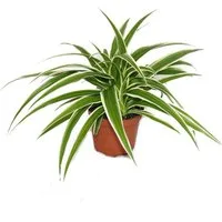 Exotenherz Zimmerpflanze Chlorophytum - Grünlilie - Brautschleppe - 9cm Topf - Zimmerpflanze