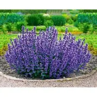 BALDUR Garten Staude Nepeta 'Cat's Pajamas', 2 St., Katzenminze, genügsam, winterhart, mehrjährig, pflegeleicht