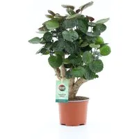 meinvipshop Zimmerpflanze Polyscias Fabian 40cm Zimmerpflanze