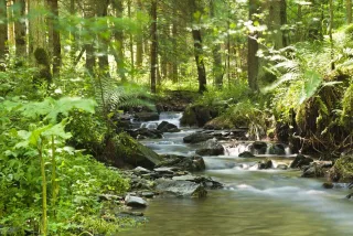 Leinwandbild FLUßLAUF IM WALD