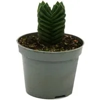 Exotenherz Kaktus Sukkulente - Crassula Buddhas Tempel - Mini-Dickblatt - 6cm Topf