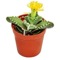 Exotenherz Kaktus Faucaria tigrina - Tigerrachen - im 8,5cm Topf