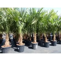 gruenwaren jakubik Baum XXL Palme winterhart 180 - 190 cm Trachycarpus fortunei, Hanfpalme