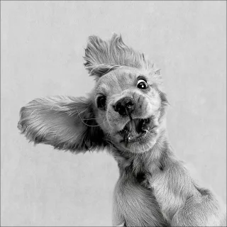 Glasbild FUNNY DOG I