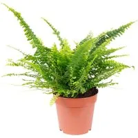 Flowerbox Zimmerpflanze Schwertfarn "Green Lady" - Nephrolepis, - Höhe ca. 35 cm, Topf-Ø 12 cm