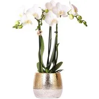 Exotenherz Zimmerpflanze Weiße Phalaenopsis Orchidee Amabilis + Elite Topf Gold 9cm 40cm hoch