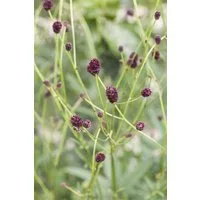 Pflanzen für Dich Staude Sanguisorba officinalis, 1 St., Großer Wiesenknopf, Blutwurz, Wiesenknopf