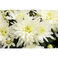 Pflanzen für Dich Staude Chrysanthemum hort. Larry, 1 St., Chrysantheme